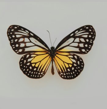 4 Laws of Behavior Change